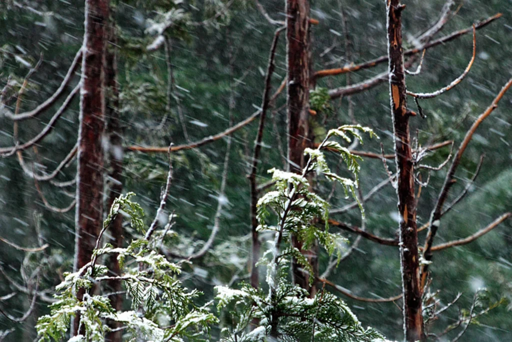 ice on trees