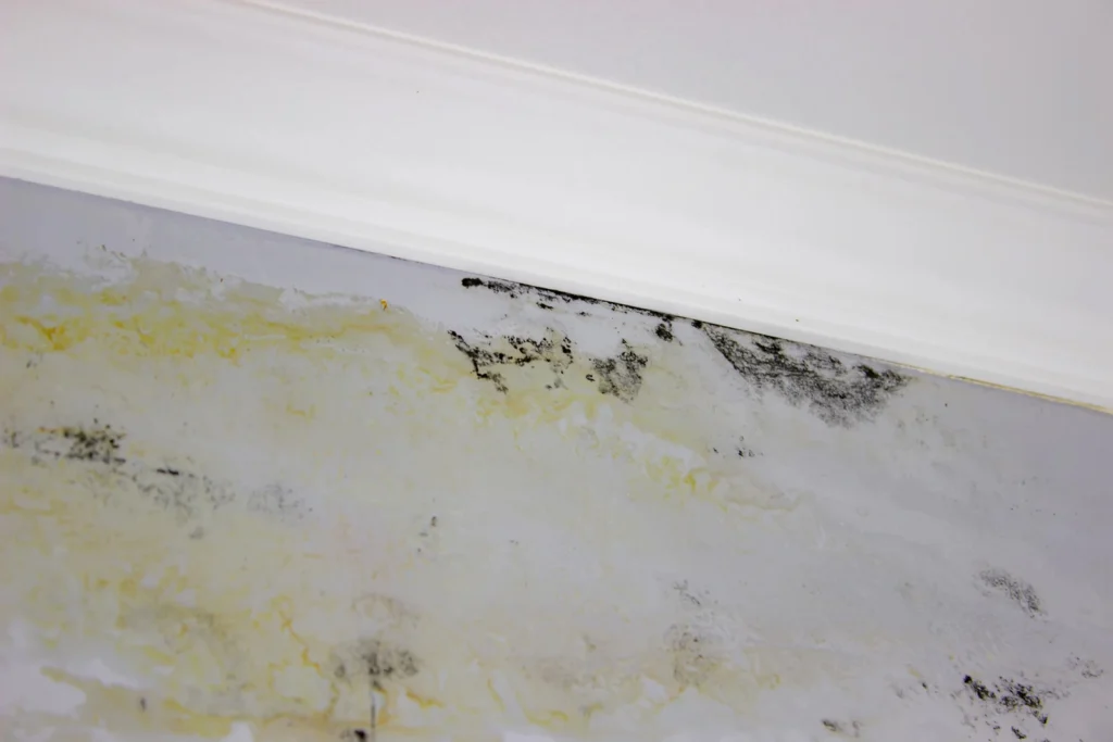 If you find mold on your walls you need to call First In Restoration for mold remediation.