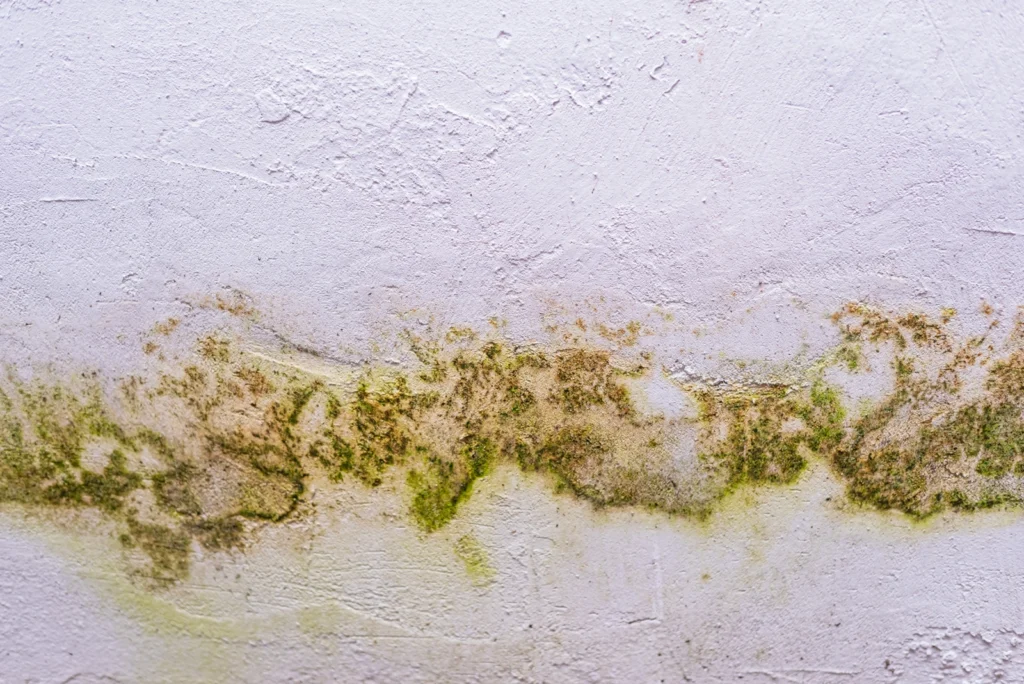 If you find mold on your ceiling or walls, it's time to call First In Restoration.