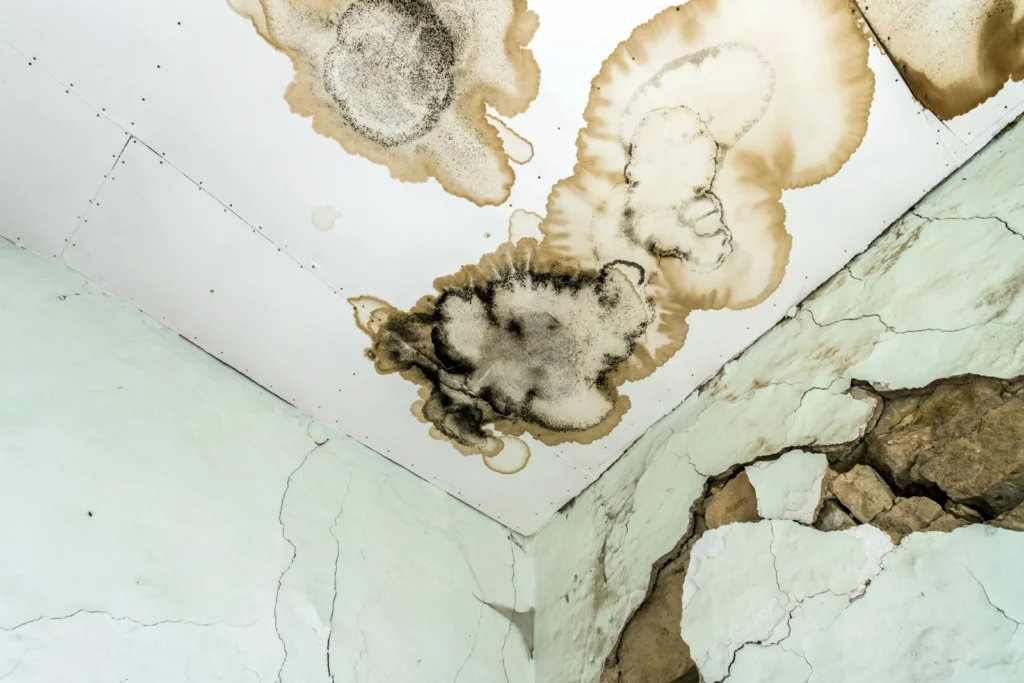 If you let water damage linger you will end up with mold similar to this.