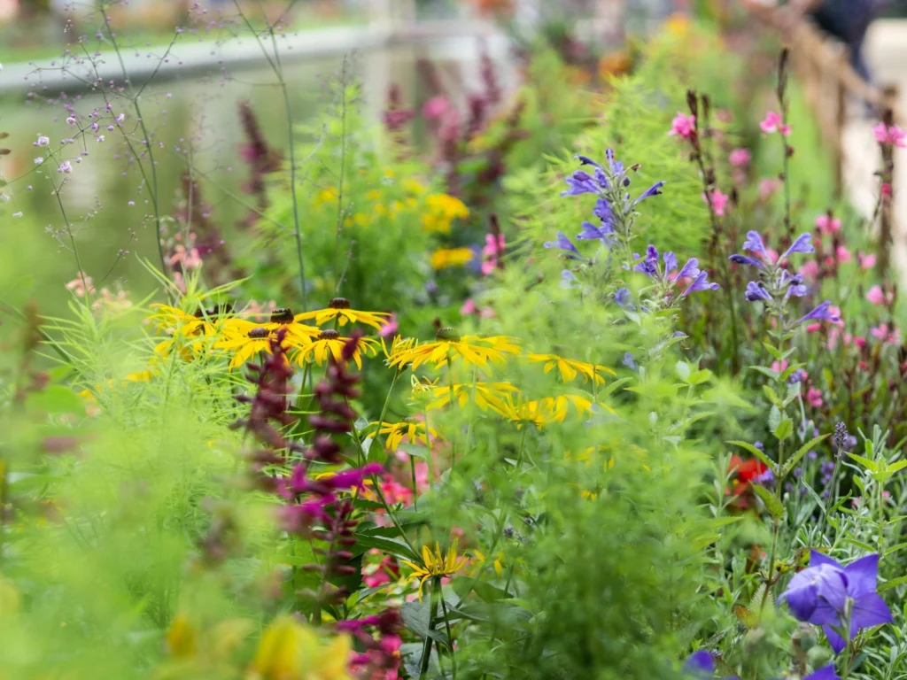 First In Restoration recommends a rain garden bed. A Rain Garden Bed Will Help Protect Your Home From Water Damage.
