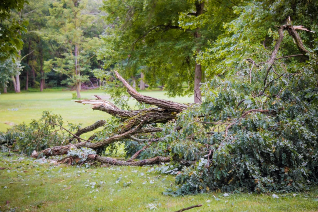 Make sure your property is ready for the next Georgia storm. Protect your home from fallen trees.