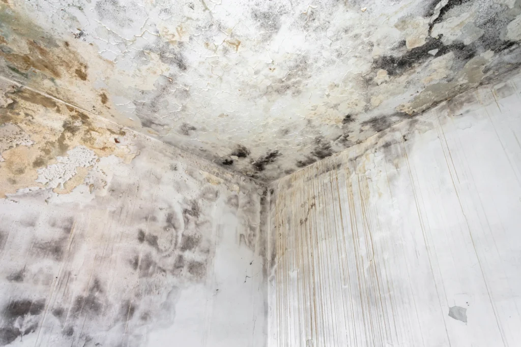 Mold on walls