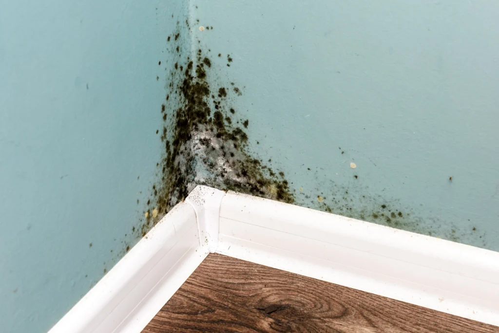 Mold grows quickly after a hidden water leak. Call First In Restoration for an air quality test.