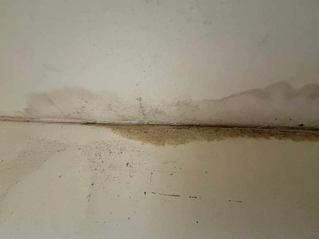 Mold Removal & Remediation